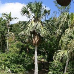 Sabal bermudana - Palmeira das Bermudas