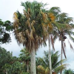 Sabal causiarum - Palmeira das Bermudas