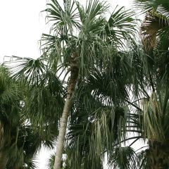 Sabal mauritiiformis - Palmeira das Bermudas