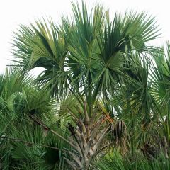 Sabal mexicana - Palmeira das Bermudas