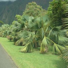 Sabal palmetto - Palmeira das Bermudas