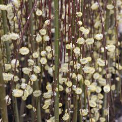 Borrazeira-negra Kilmarnock - Salix caprea