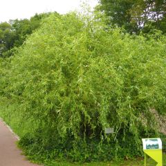 Salix erythroflexuosa - Salgueiro tortuoso