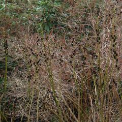 Salix gracilistyla - Salgueiro