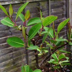 Salix magnifica - Salgueiro