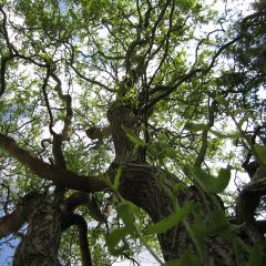Salix matsudana Tortuosa - Salgueiro-tortuoso