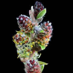 Salix subopposita - Salgueiro