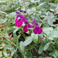 Sálvia jamensis Violette de Loire® Barsal