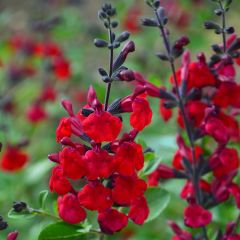 Sálvia jamensis Reve Rouge