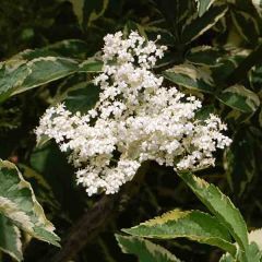 Sambucus nigra Madonna