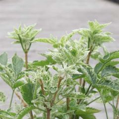 Sambucus nigra Pulverulenta