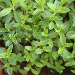 Segurelha-das-montanhas plantas biológicas