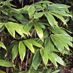 Sasa palmata Nebulosa - Bambu-anão