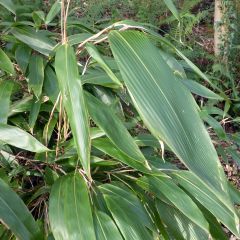 Sasa tessellata - Bambu-anão