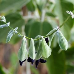 Sálvia discolor