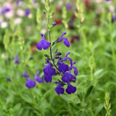 Sálvia microphylla Blue Note®
