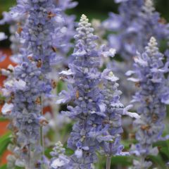 Sálvia farinacea Sallyfun Sky Blue