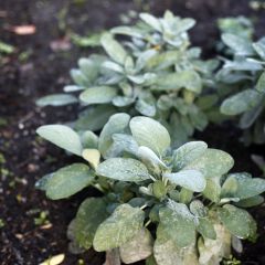 Sálvia officinalis Berggarten