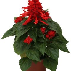 Sálvia splendens Carambita