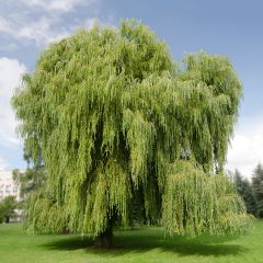 Salgueiro-branco Tristis - Salix alba