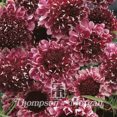 Scabiosa atropurpurea Beaujolais Bonnets em sementes