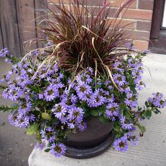 Scaevola aemula Surdiva Azul