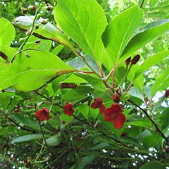 Schisandra chinensis - Baga de 5 sabores