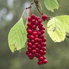 Schisandra chinensis Sadova N°1 - Baga de 5 sabores auto-fértil