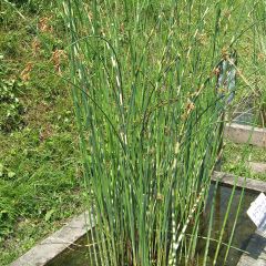 Schoenoplectus tabernaemontani Zebrinus