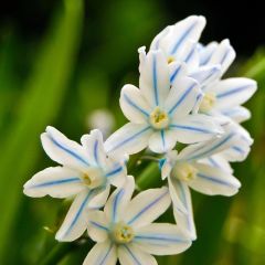 Scilla mischtschenkoana Tubergeniana - Glória-da-neve