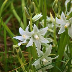 Scilla siberica Alba - Escila-da-sibéria