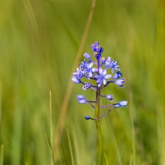 Scilla litardierei - Glória-da-neve