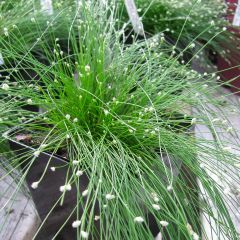 Scirpus cernuus