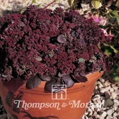 Sedum ussuriense Turkish Delight em sementes