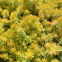 Sedum reflexum Angelina