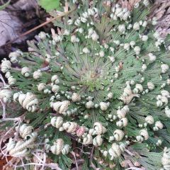 Selaginella lepidophylla