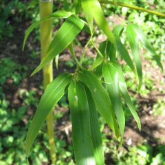 Semiarundinaria fastuosa - Bambu Narihira