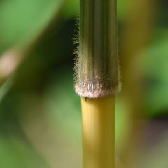 Semiarundinaria yashadake Kimmei - Bambu médio