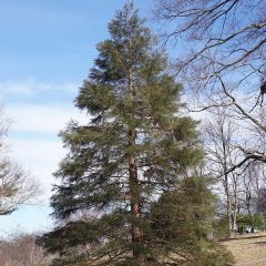 Sequoiadendron giganteum - Sequoia-gigante