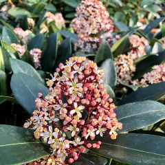 Skímia japonica Rubella