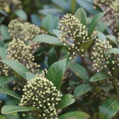 Skímia japonica Kew Green