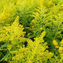 Solidago Golden Mosa