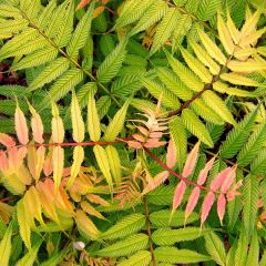 Sorbária sorbifolia Sem