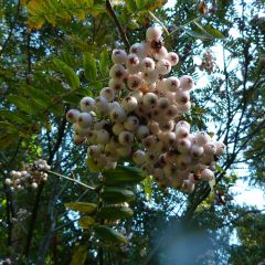 Sorbus cashmiriana - Sorveira-da-caxemira