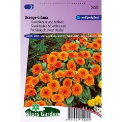 Calêndula officinalis Orange Gitana em sementes