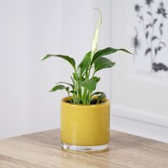 Spathiphyllum wallisii Tanni - Lírio-da-paz