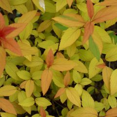 Espireia-japonesa Magic Carpet - Spiraea japonica