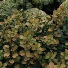 Espireia Tor Gold - Spiraea betulifolia