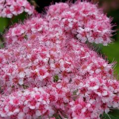 Espireia-japonesa Sparkling Champagne - Spiraea japonica