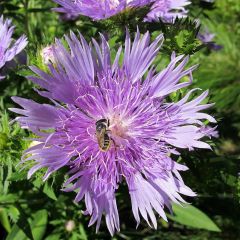 Stokesia laevis Elf
